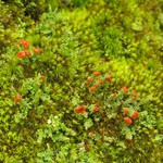 Cladonia didyma var. vulcanica