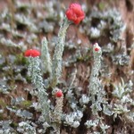 Cladonia didyma var. vulcanica