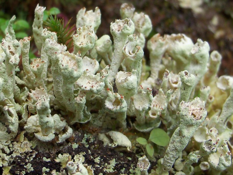 Cladonia digitata