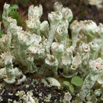 Cladonia digitata