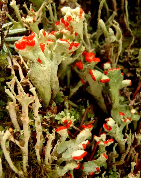 Cladonia digitata
