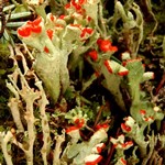 Cladonia digitata