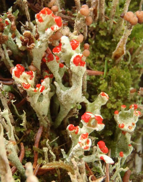 Cladonia digitata