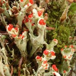 Cladonia digitata