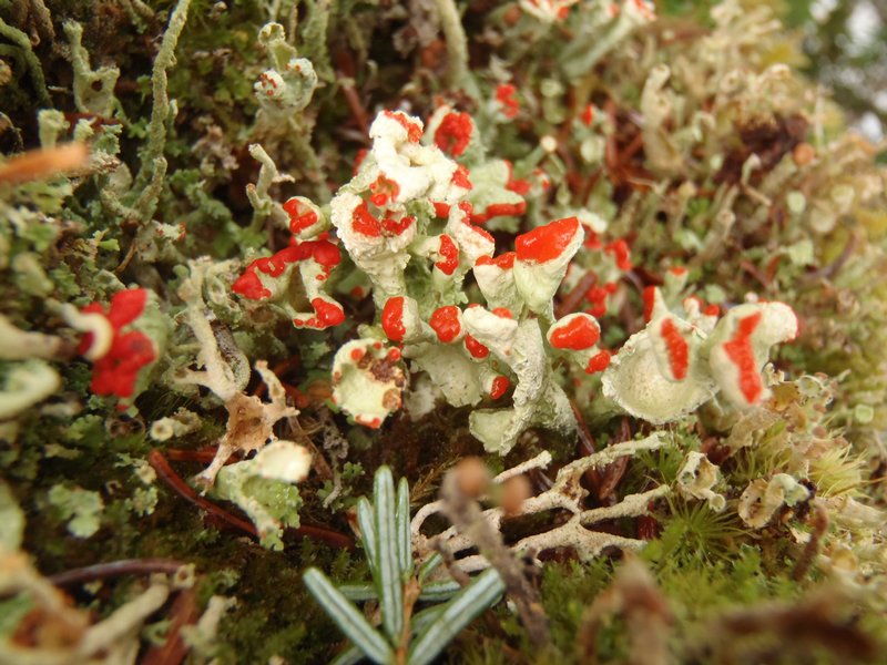 Cladonia digitata