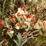 Cladonia digitata