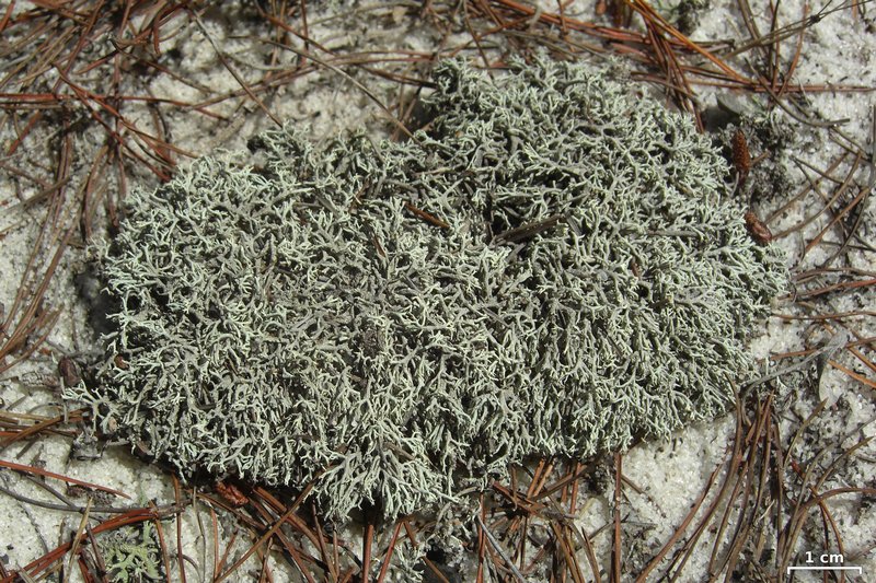 Cladonia dimorphoclada