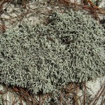 Cladonia dimorphoclada