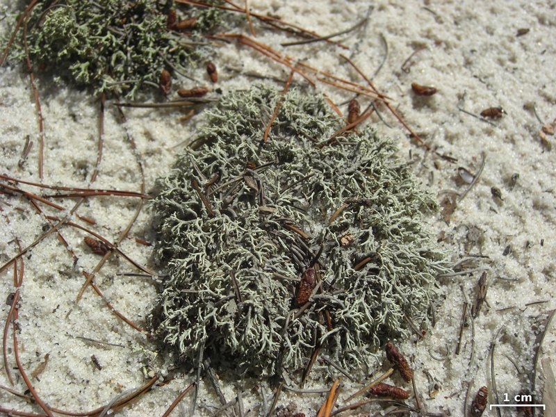 Cladonia dimorphoclada