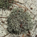 Cladonia dimorphoclada