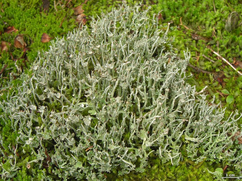 Cladonia ecmocyna ssp. intermedia