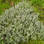 Cladonia ecmocyna ssp. intermedia