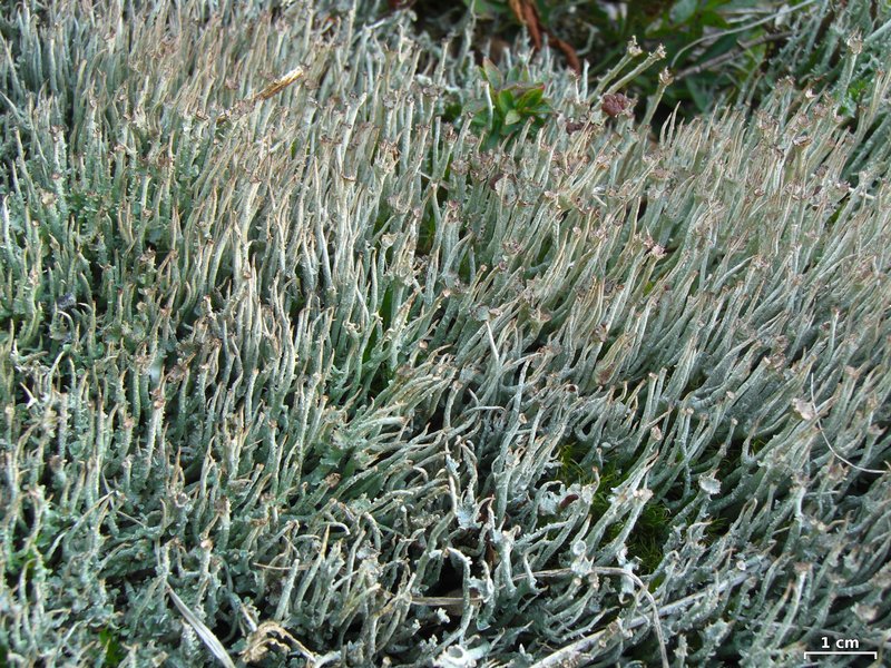 Cladonia ecmocyna ssp. intermedia