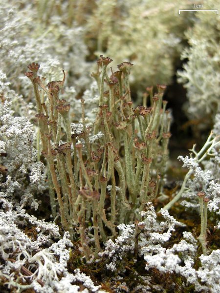 Cladonia ecmocyna ssp. intermedia