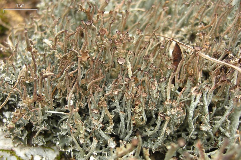 Cladonia ecmocyna ssp. intermedia