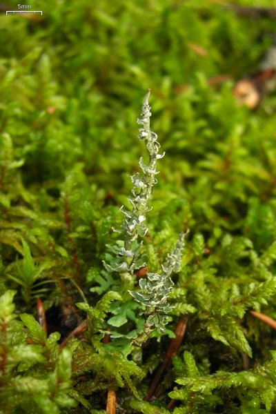 Cladonia ecmocyna ssp. intermedia