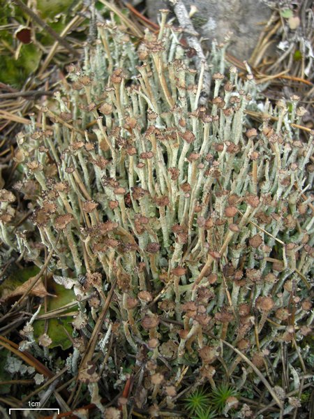 Cladonia ecmocyna ssp. intermedia