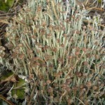 Cladonia ecmocyna ssp. intermedia