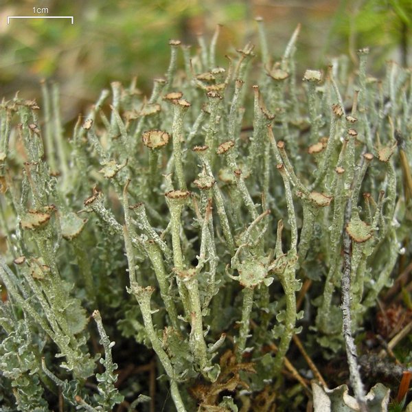 Cladonia ecmocyna ssp. intermedia
