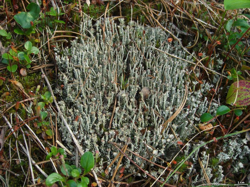 Cladonia ecmocyna ssp. intermedia