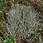 Cladonia ecmocyna ssp. intermedia