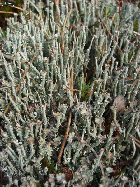 Cladonia ecmocyna ssp. intermedia