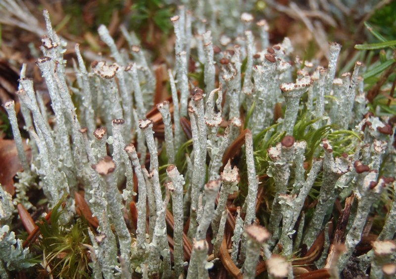 Cladonia ecmocyna ssp. intermedia