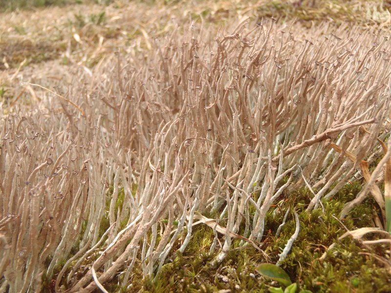 Cladonia ecmocyna ssp. occidentalis