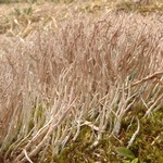 Cladonia ecmocyna ssp. occidentalis