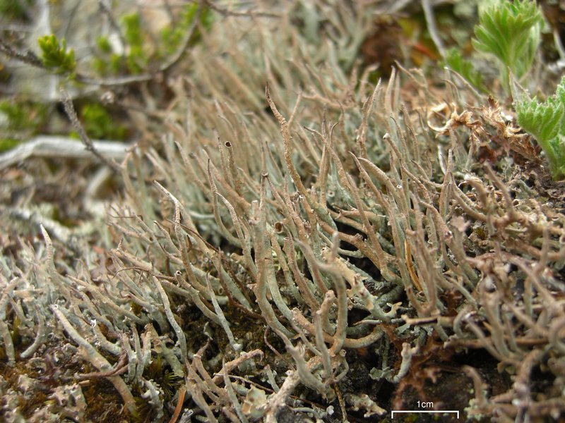 Cladonia ecmocyna ssp. occidentalis