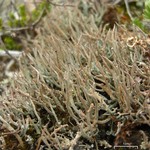 Cladonia ecmocyna ssp. occidentalis