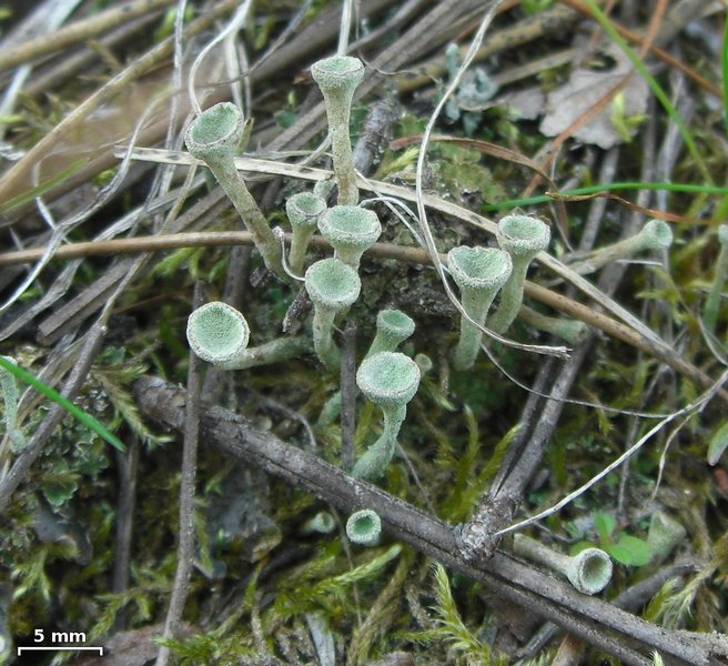 Cladonia fimbriata