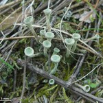 Cladonia fimbriata