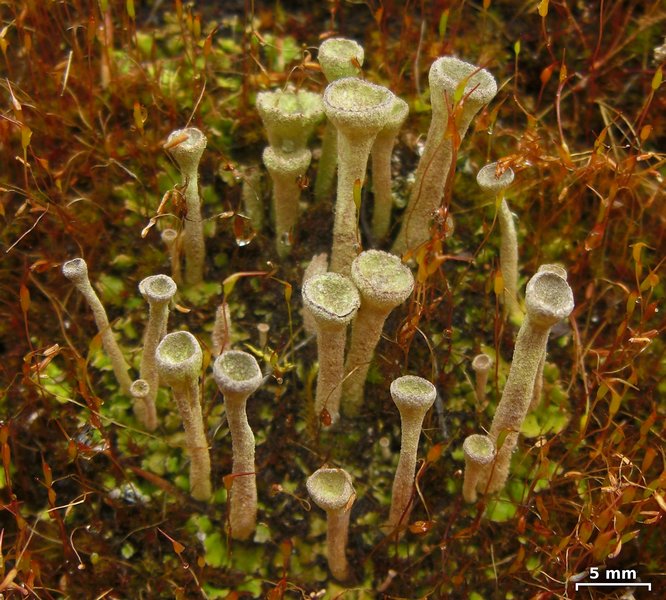 Cladonia fimbriata