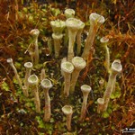 Cladonia fimbriata