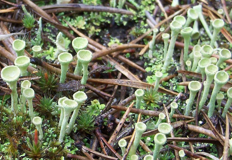 Cladonia fimbriata