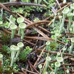 Cladonia fimbriata