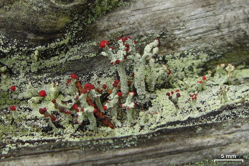 Cladonia floerkeana