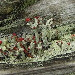 Cladonia floerkeana