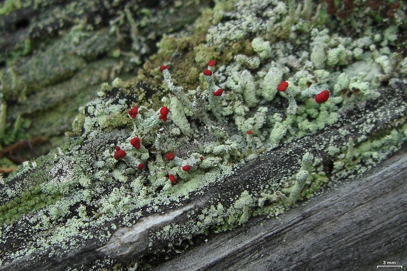 Cladonia floerkeana
