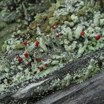 Cladonia floerkeana