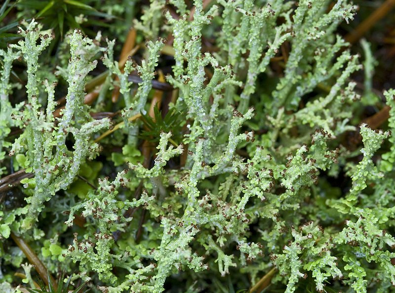 Cladonia furcata