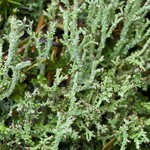 Cladonia furcata