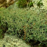 Cladonia furcata