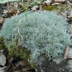 Cladonia furcata