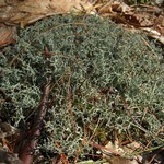 Cladonia furcata