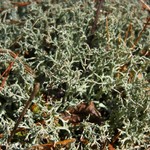 Cladonia furcata