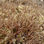 Cladonia furcata