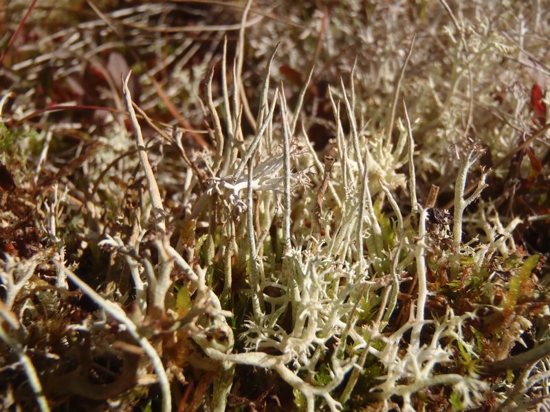 Cladonia gracilis ssp. elongata