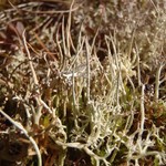 Cladonia gracilis ssp. elongata